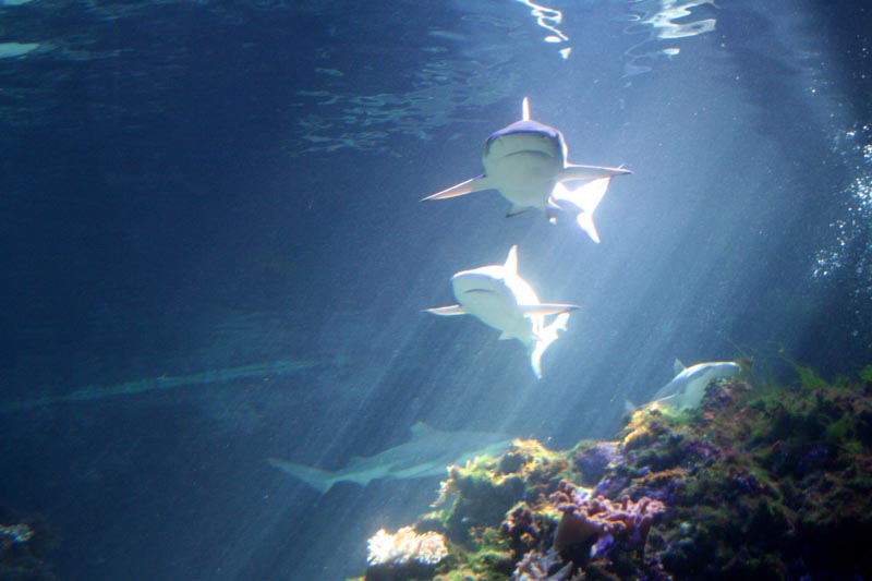 Killikus&reg; Fotographie